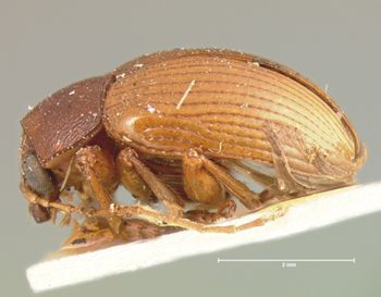 Media type: image; Entomology 9820   Aspect: habitus lateral view